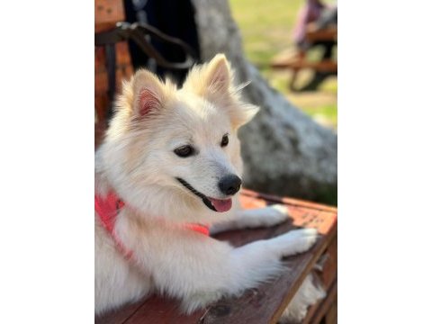 Fox face pomeranian