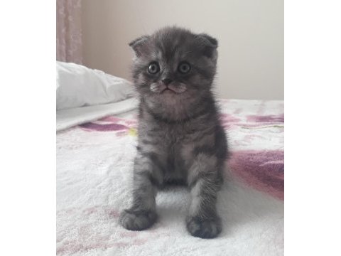 Gri scottish fold