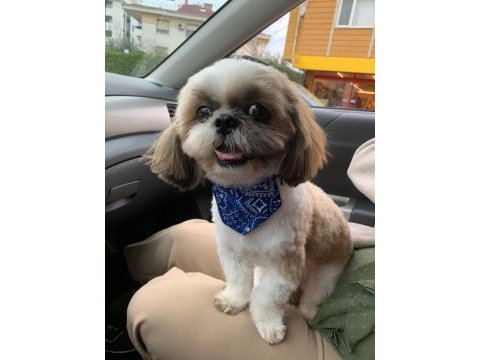 Safkan shıh-tzu (şitsu) köpekler