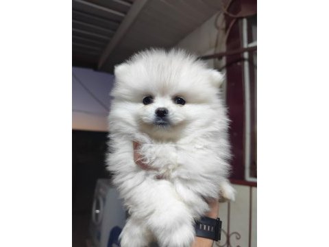 Pomeranian boo köpeğimiz