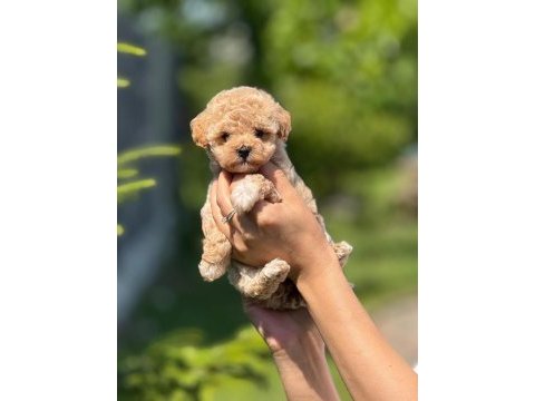 Kilo garantili 0 boy kore kan maltipoo köpekler