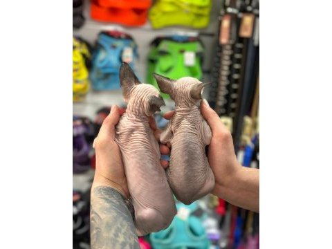 En saf en tüysüz en sağlıklı sphynx yavrular