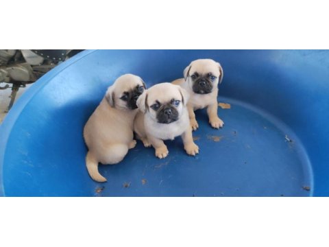 Pug yavrumuz