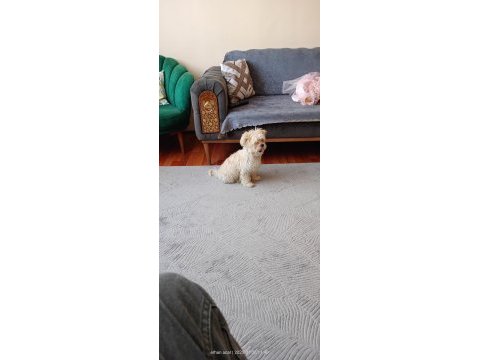 3 aylık erkek maltipoo pet eğitimli