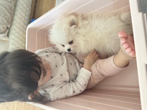 6 aylık pomeranian