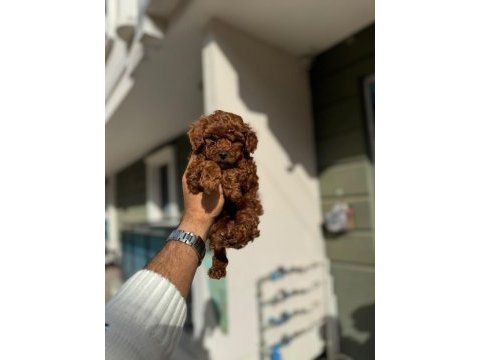 Sevimli toy poodle