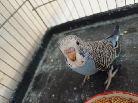 Yavru erkek muhabbet kuşları
