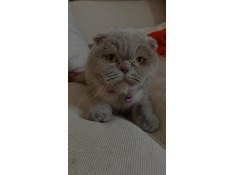 Lesley 6 yaşında dişi scottish fold ücretsiz