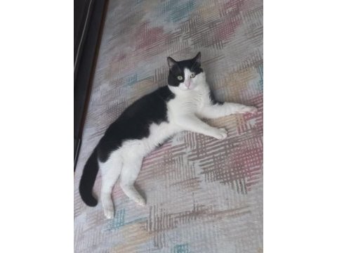 Siyah beyaz kısır erkek tekir kedim
