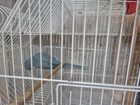 Mavi mutasyon pakistan