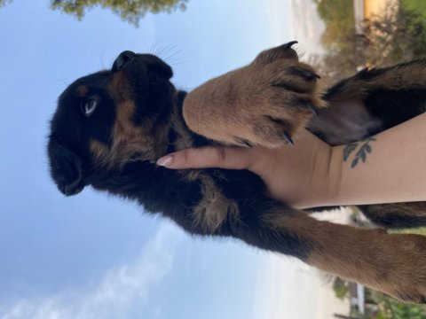Üst kalite rottweiler yavrular