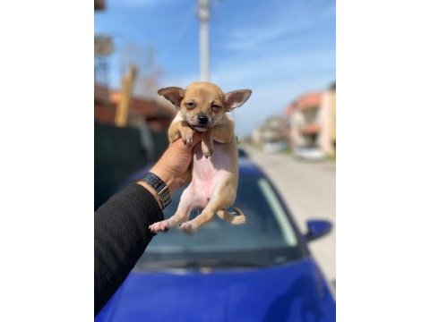 Sağlık ve ırk garantili pinscher yavrularım