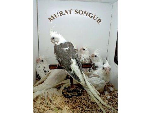 Sultan papağanlar 3 ile 5 aylıklar