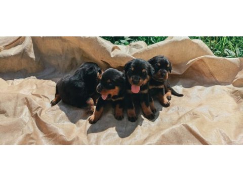 Koca kafa rottweiler