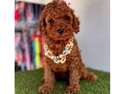 Premium toy poodle tuvalet eğitimli