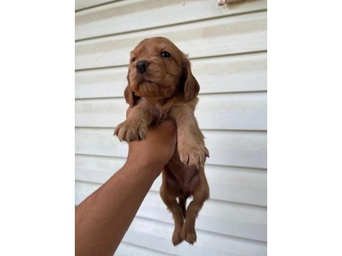 A kalite cocker bebekler