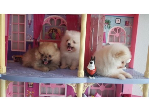 Pomeranian boo