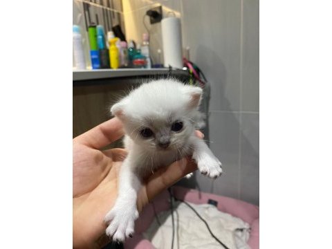 Sevimli british shorthair yavrular sıcak yuvalarını arıyor
