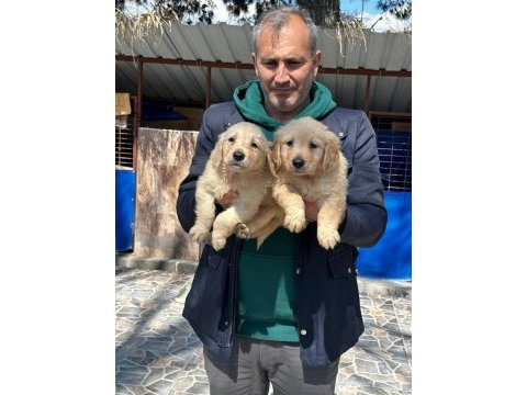 Sevimli golden retriever yavrularımız