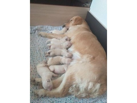 A+ kalite golden retriever yavrular 81 ile gönderim mevcut