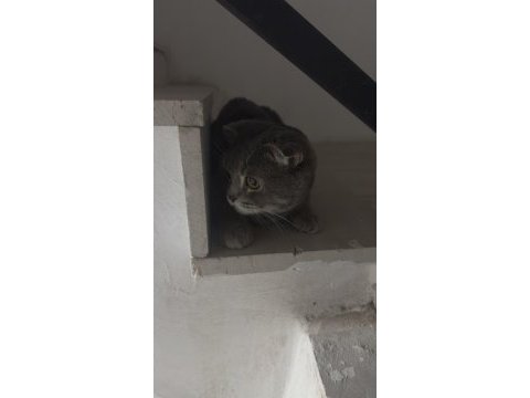 Scottish fold cinsi erkek kedi diyarbakır