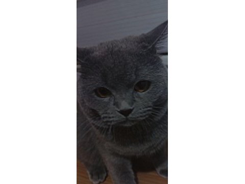 British shorthair 1.5 yaşında kısır değil