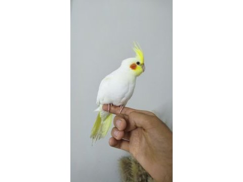 3 aylık sultan papağanı sağlıklı lutino tür