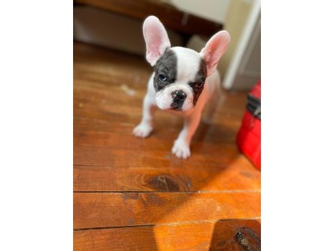 French bulldog varsa daha iyisi o da annesi