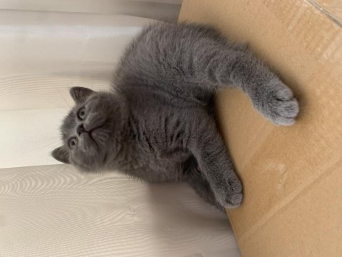 British shorthair topidik yeni yuvasını arıyor