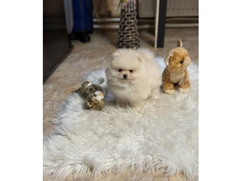 Pomeranian boo yavruları