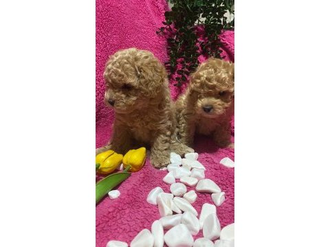 Efsaneler geldi poodle