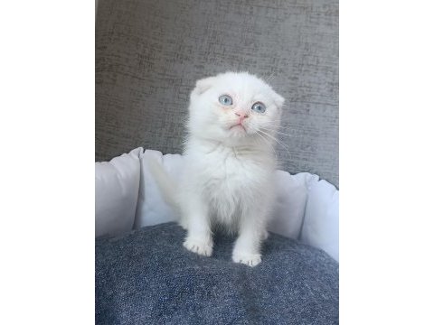 Kar beyaz ve lilac scottish fold yavrular