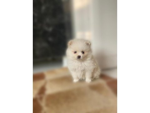 Yeni yuvasını arayan dişi ve erkek pomeranian