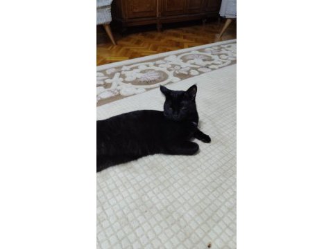 Çocuğumun alerjisinden dolayı sahiplendiriyorum