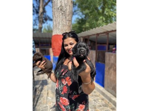 Çikolata labrador yavrularım