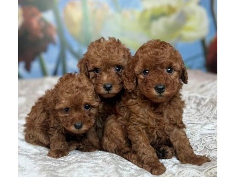 Toy poodle yavru köpeklerimiz