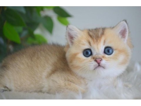 Golden british shorthair yavrularım