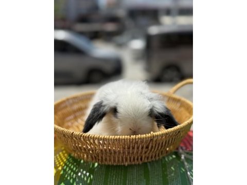Yavru orjinal lop tavşanları