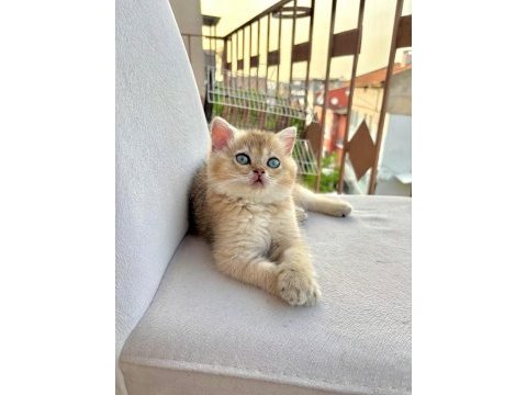 British shorthair ny11 golden yavru