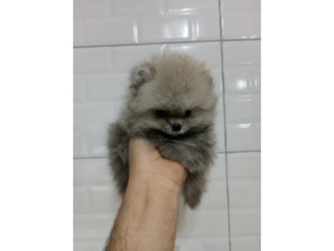 Orjinal ayı surat pomeranian boo yavrularımız