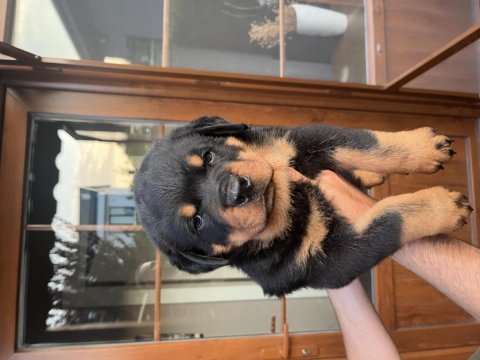 Üst kalite rottweiler yavrular