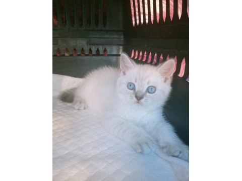 Mavi gözlü blue point yavru kediler