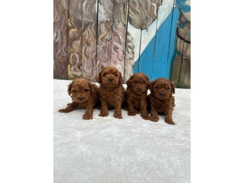 Ruhsatlı poodle evinden erkek dişi yavrularımız 