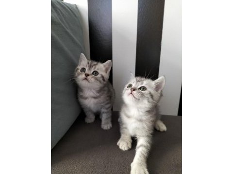 British shorthair silver tabby yavrular