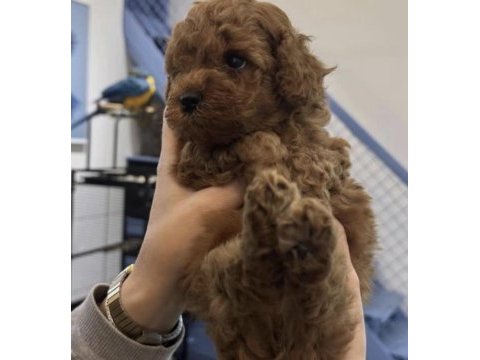 Toy poodle köpeği