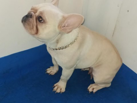Beyaz kelebek french bulldog