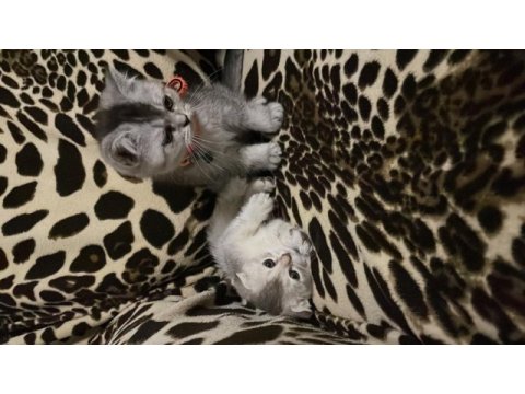 2 aylık dişi scottish fold