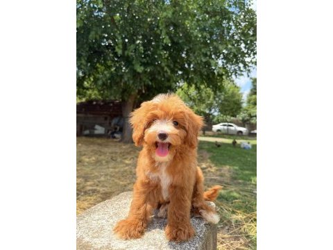 Maltipoo erkek red