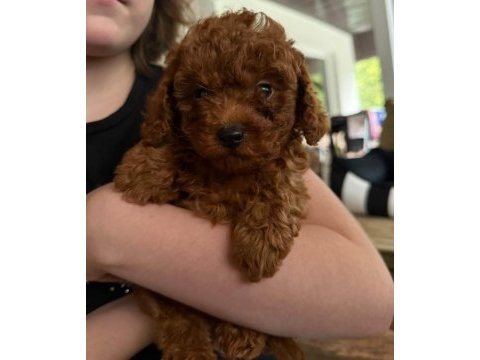 Veteriner kontrollü toy poodle yavrularımız