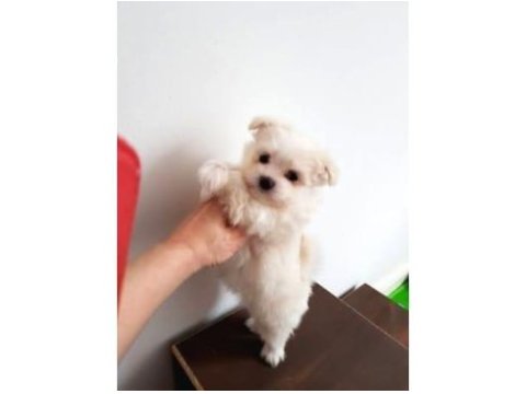 Mini boy maltese bebeklerimiz 